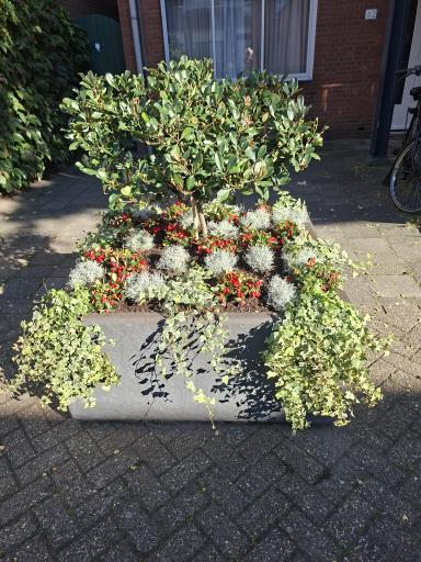 Foto 3 van 5 bij het verslag van Bloembakken Hilde erf