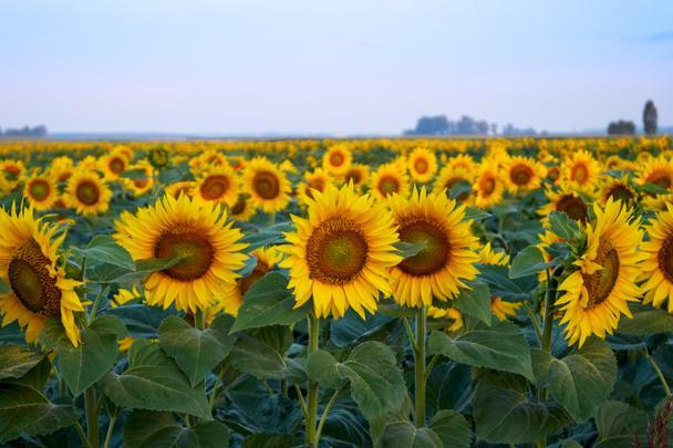 stock-photo-a-beautiful-sunflower-field.jpg